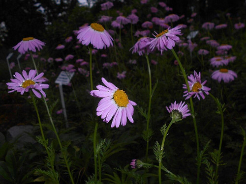 Painted Daisy 'Robinson Pink' - shorter-lived aromatic perennial and great cut flower ©salicyna