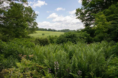 Dryopteris x australis in open sunny meadow in the Longwood Gardens ©Bob Doerr, Longwood Gardens