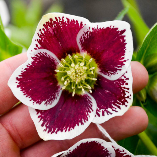 Helleborus 'Romantic Gateway'  - deer resistant and long-lived perennial for half shade or shade ⒸWalters Gardens