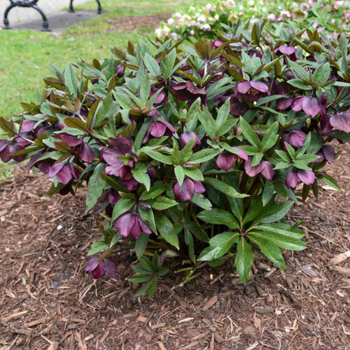 Helleborus 'Rome in Red' - long-lived and somewhat groundcovering perennial for half shade or shade garden ⒸWalters Gardens