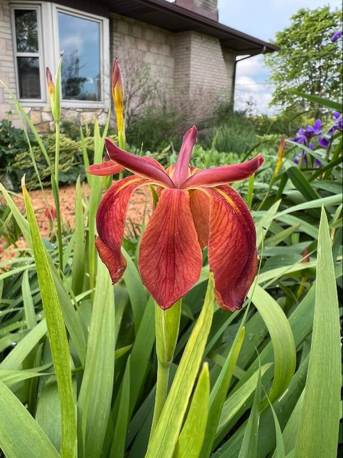 Iris fulva - perennial for moist to boggy soils, but also for average garden soils ©Irvin Etienne