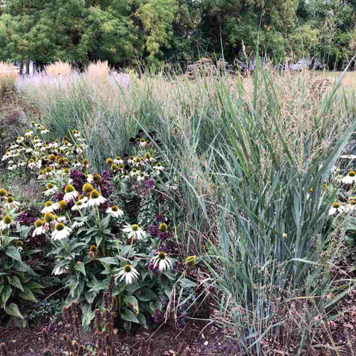 Switchgrass 'Prairie Dog' - upright and gray cultivar for public or private gardens ©US Perennials
