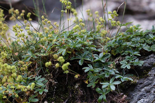 Dwarf Ladys' Mantle - small filling perennial for rock gardens and edges ©Ragnhild & Neil Crawford 