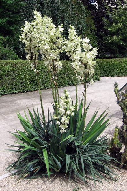 Yucca flaccida - tough native evergreen perennial ©William Avery