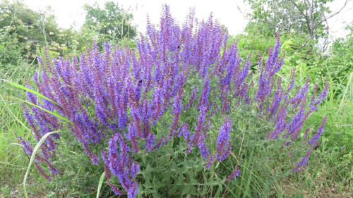 Stem Clasping Violet Sage - robust salvia for sunny or half-shade garden ⒸLiberto Dario
