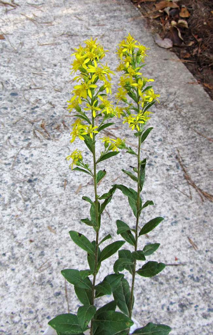 Solidago petiolaris - upright, not aggressive goldenrod for drained soil or dry half shade ©Georgia Native Plant Society