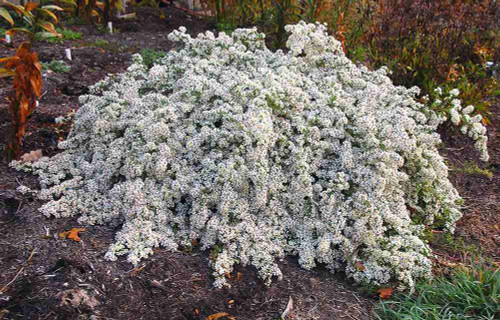 Heath Aster 'Bridal Veil' - low cascading fall aster for sunny and pollinator garden ©Chicago Botanic Garden