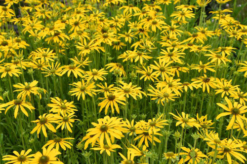 Rudbeckia 'Green Eyed Lady' offers better color combinations with other perennials, since the yellow color has greenish hue ©Intrinsic Perennials