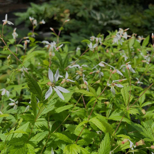 Gillenia stipulata - Porteranthus stipulatus - Western Indian Physic - native wildflower for pollinators