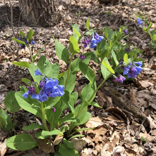 Virginia Bluebell - spring wildflower tolerant to black walnut
