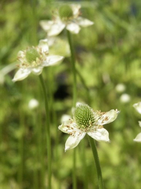 Thimbleweed - Anemone virginiana - easy to grow adaptable perennial