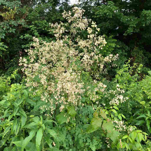 Purple Meadow Rue - Thalictrum dasycarpum - showy native perennial and good background plant for perennial border or for naturalization in meadow