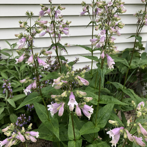 Penstemon calycosus - Calico Beardtongue, charming native perennial