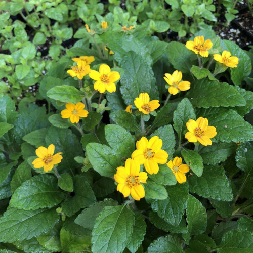 Green and Gold - Chrysogonum virginianum var. australe - fast growing ground covering perennial 