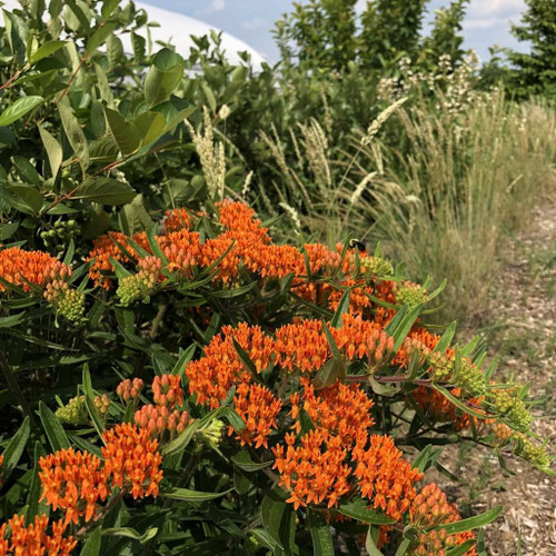 Butterfly Milkweed - Asclepias tuberosa - plants for monarchs