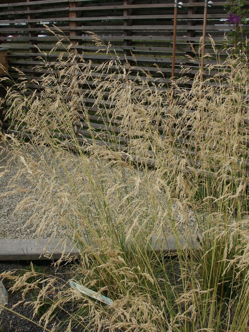 Tufted Hairgrass - Deschampsia caespitosa - non-aggressive ornamental native grasses