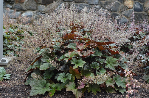 Heuchera 'Bronze Wave' - long lived heuchera - coral bells