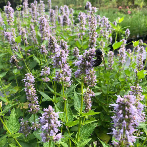 Agastache 'Blue Fortune' - Hyssop hybrid 'Blue Fortune' - sun perennial attracting native bees, honey bees and butterflies