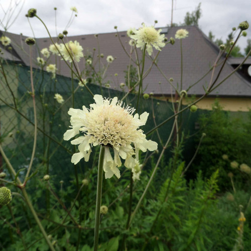 Cephalaria gigantea - Giant Pincushion Flower - robust perennial with airy stems, flowers early in June being 5'-6' tall