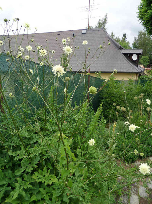 Cephalaria gigantea - Giant Pincushion Flower - non-native early perennial atractive to honey bees, bumblebees and butterflies