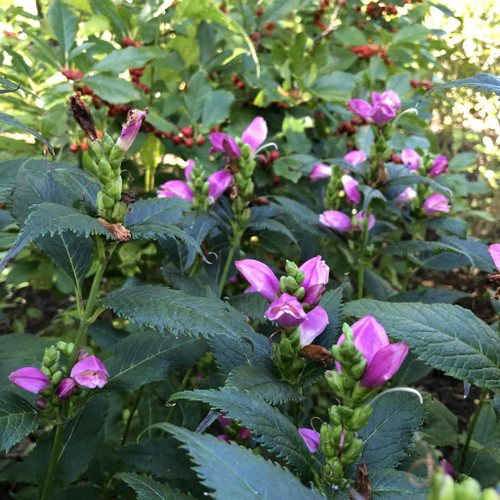 Chelone lyonii 'Tiny Tortuga' - Turtle Head 'Tiny Tortuga' - compact ground covering perennial, deer resistant and butterfly plant