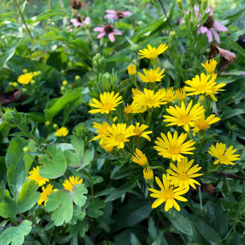 Chrysopsis mariana - Maryland Goldenaster - valuable late summer flowering perennial