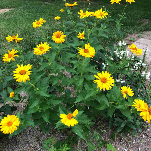 Heliopsis helianthoides v. scabra 'Summer Sun' - False Sunflower 'Summer Sun'  - long flowering perennial and good cut flower