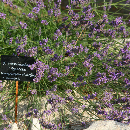 Lavender 'Grosso' - Lavandula x intermedia 'Grosso' (Lavandin Type) - reliable perennial for drained, sandy, rocky soil and full sun