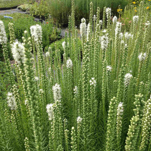 Dense Blazing Star ' Floristan White' - Liatris spicata 'Floristan White' - perennial for butterflies, birds and great looking flower beds in full sun