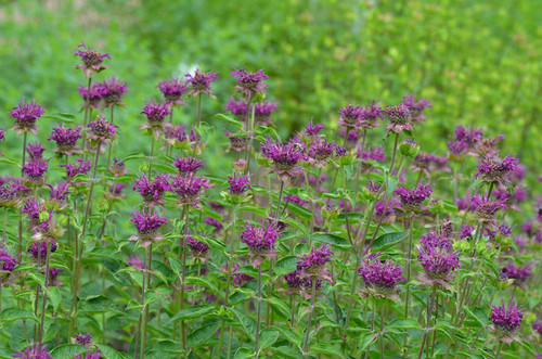 Bee Balm 'Purple Rooster' - Monarda 'Purple Rooster'  - cultivar with unique strictly upright habit and no powdery mildew at all