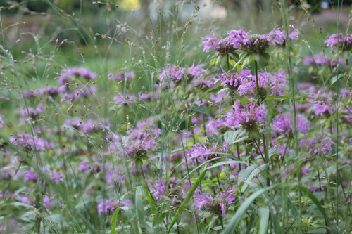Wild Bergamot 'Claire Grace' - Monarda fistulosa 'Claire Grace' - perennial for sunny flower bed