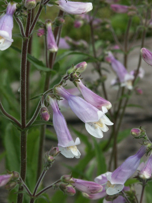 Hairy Beardtongue - trumpet flowers attract bumblebees, butterflies and hummingbirds ©US Perennials