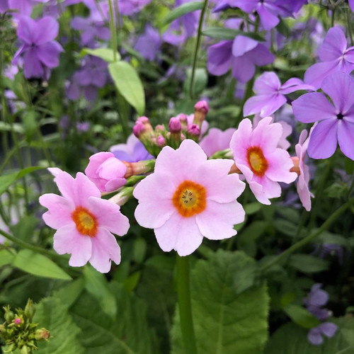 Primula japonica 'Appleblossom' - mid to late spring flowering perennial for wet soil, or water bodies ⒸUS Perennials