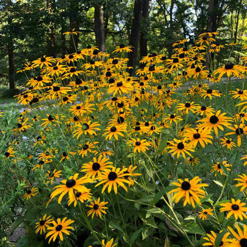 Deam's Black-eyed Susan - Rudbeckia fulgida var. deamii - heat, drought and black walnut tolerant perennial that attracts insects, songbirds and butterflies