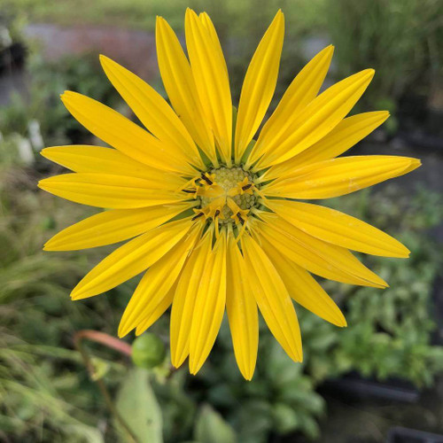 Prairie Dock - Silphium terebinthinaceum - robust deer resistant perennial and important wildflower for native bees