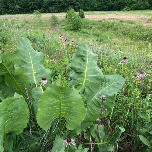 Silphium terebinthinaceum - Prairie Dock - large-leaved showy perennial for natural areas and prairie inspired gardens