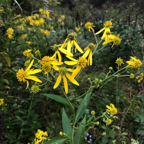 Wingstem (Yellow Ironweed) - Verbesina alternifolia - late flowering native wildflower, ideal perennial for naturalizing in bigger areas with medium to moist soils