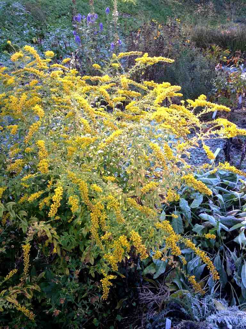 Solidago rugosa 'Fireworks' - Rough Goldenrod (Rough-leaved Goldenrod) - very tough, hardy and adaptable perennial. Picture from late fall