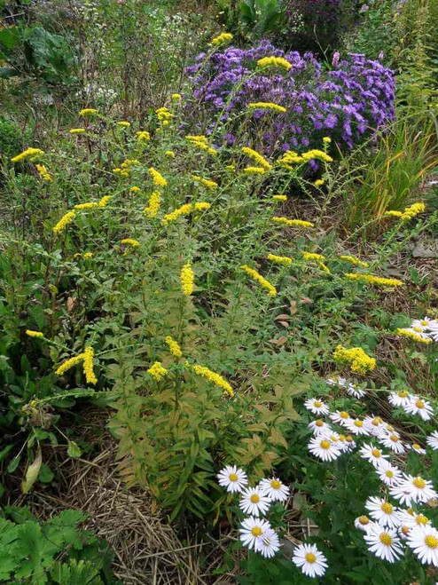 Rough-leaved Goldenrod - Solidago rugosa 'Fireworks' - fall flowering perennial that attracts many insects. Picture from early blooming stage