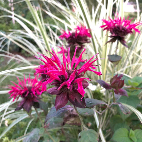 Monarda 'Raspberry Wine' - Bee Balm 'Raspberry Wine' - one of  Mt. Cuba's highly recommended cultivars of monarda