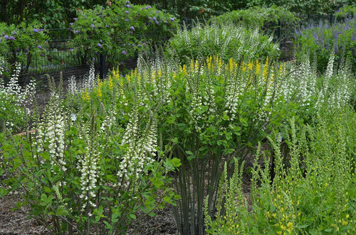 Wild Indigo 'Ivory Towers' - Baptisia 'Ivory Towers'  -  superb mid spring perennial for sunny garden