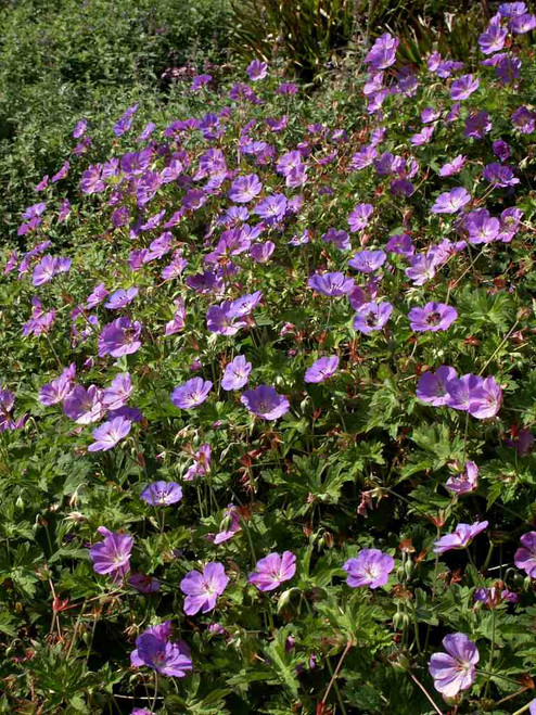 Geranium 'Rozanne' - reliable and valuable perennial with lover and wider, ground covering clumps