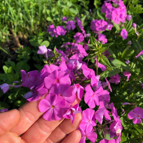 Phlox glaberrima ssp. triflora 'Morris Berd' - large flowering spring and early summer phlox for sunny perennial border