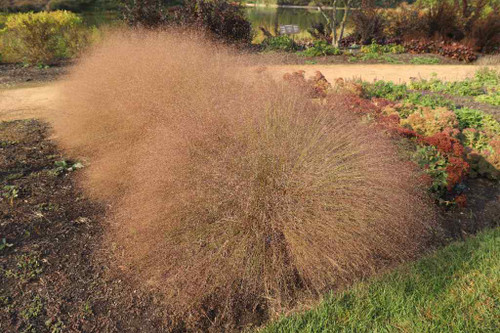 Ruby Muhly Grass 'Undaunted' - very showy late summer flowering grass for average to drained soil ©US Perennials