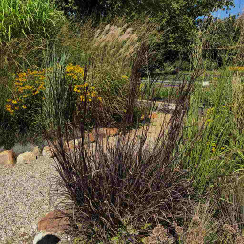 Andropogon gerardii 'Blackhawks' - cultivar of native grass with nearly black ornamental foliage