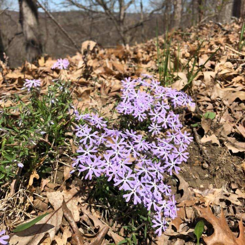 Sand Phlox - Phlox bifida can grow on the woodland edge that gets only some sunshine in summer, because it's partially shaded by tall trees.