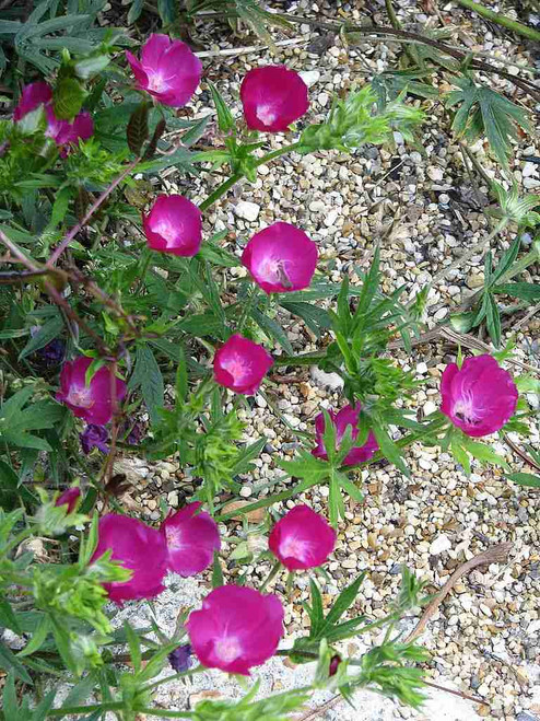 Winecup - Callirhoe involucrata - purple poppy mallow - groundcovering low perennial for sun garden and drier soils