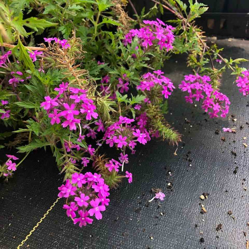 Rose Vervain - Glandularia canadensis - Verbena canadensis 'Anna's Pink' - showy native perennial for average to dry soils ©US Perennials