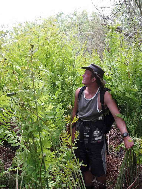 Osmunda regalis in ideal conditions (rich and moist soil) can reach enormous height of 6'