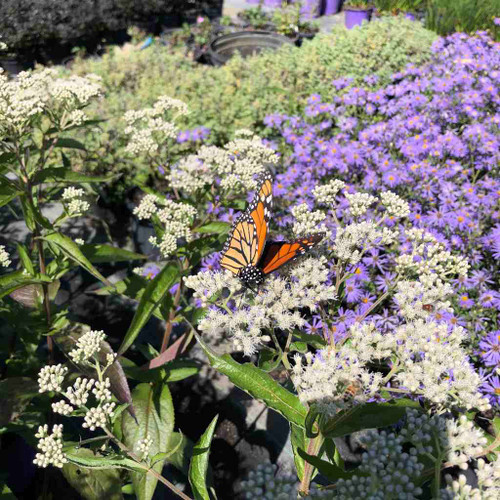 Eupatorium x 'Polished Brass' - true pollinator magnet and Monarch plant